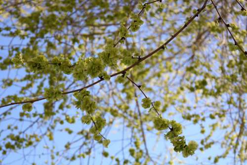 Green Plant Tree Nature Leaves Spring Grass