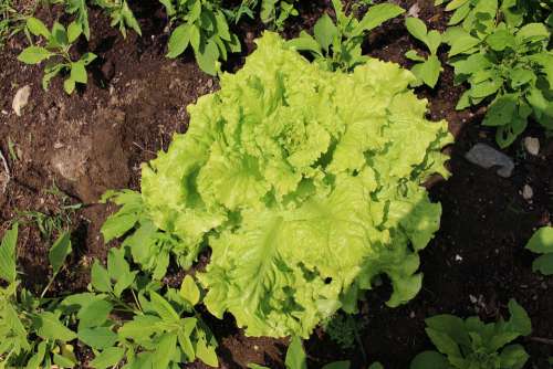 Growing Lettuce Lettuce Garden Food Grow