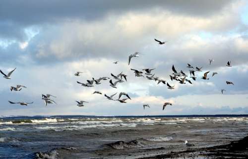 Gulls Swarm Beach Sea Clouds Baltic Sea Wind