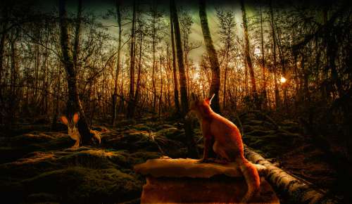 Hare Fuchs Forest Nature Sunset Mystical