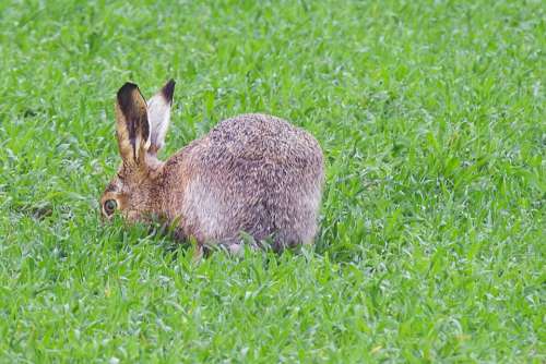 Hare Long Eared Nature Mammal Wild Animal Wild