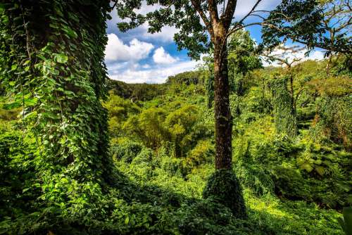 Hawaii Palm Trees Foliage Tropical Nature Palm