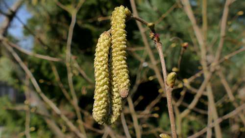 Hazel Hazelnut Bud Hazel Spring