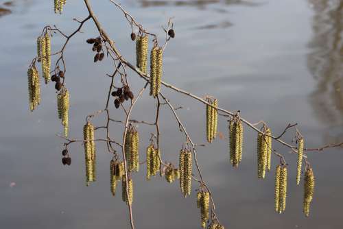 Hazelnut Hazel Flowers Water Hazel Early Bloomer