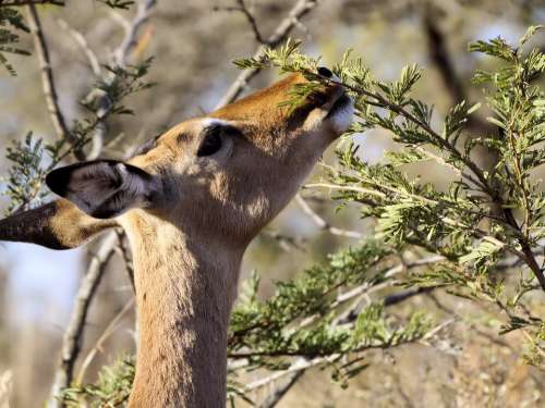 Head Feeding Impala Animal Wildlife Enjoy Nature