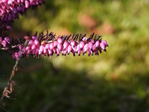 Heather The Flower Heather Violet Garden Plant