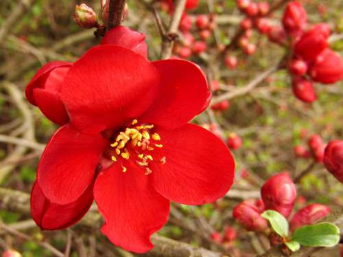 Hedge Red Blossom Bloom Macro Flower Nature