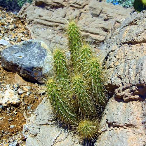 Hedgehog Cactus Cactus Plant Desert Garden Cacti