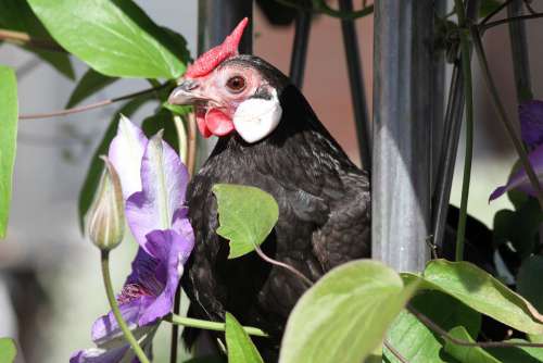 Hen Chicken Bantam Poultry Free Range Nature Bill