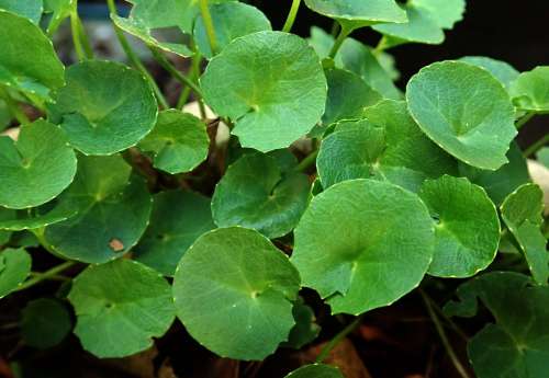 Herb For Arthritis Gotu Kola Plant Garden Nature