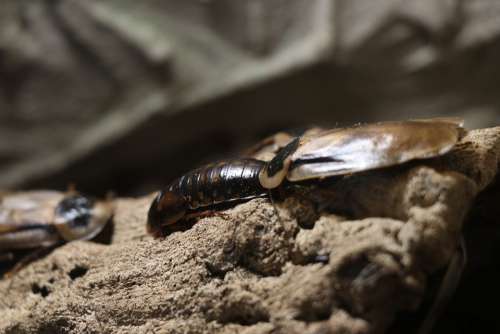 Hissing Cockroach Insect Nature Close Up