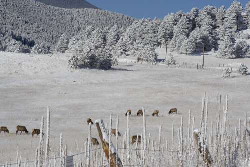 Hoarfrost Elk Herd Colorado Winter Landscape Trees