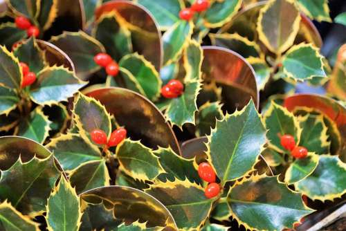 Holly Berries Spur Plant Christmas Red Green