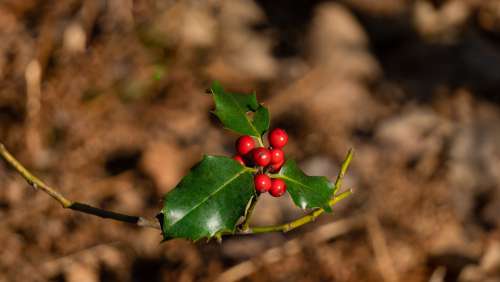 Holly Evergreen Green Berries Tree Xmas Bush