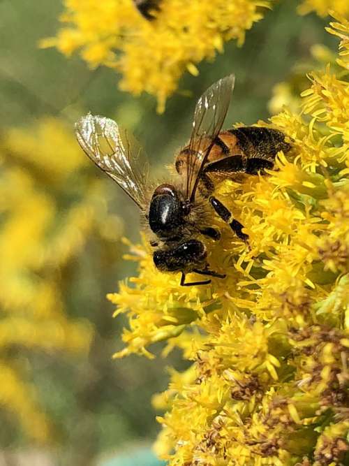Honeybee Goldenrod Nectar
