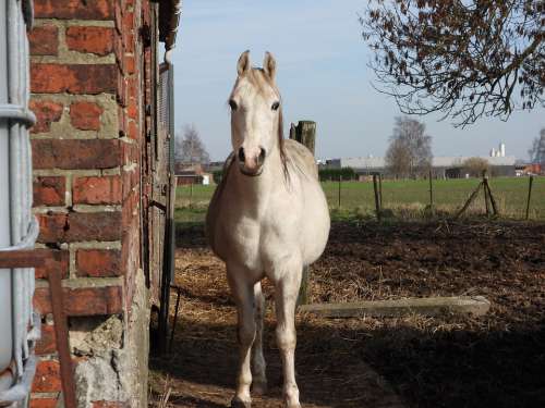 Horse White Raphi Wall Lebizet Belgium Olijoss