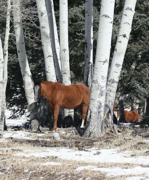 Horses Aspen Ranch Horses Winter Snow