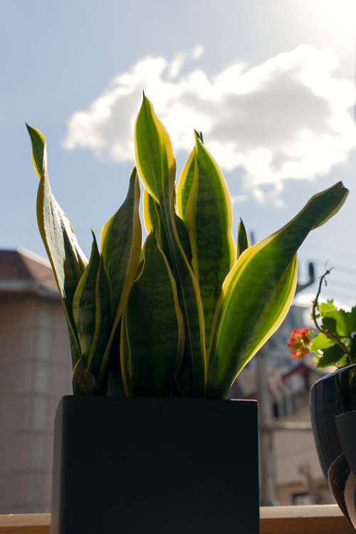 House Plant Flower Pot Sky Light Cloud