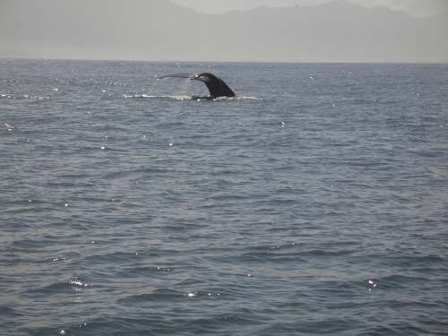 Humpback Whale Caudal Fin Mammal Ocean Nature