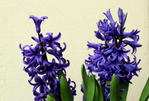 Hyacinth Hyacinths Spring Flowers Spring March