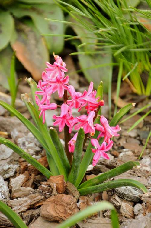 Hyacinth Flower Spring Pink Muscari Fragrant