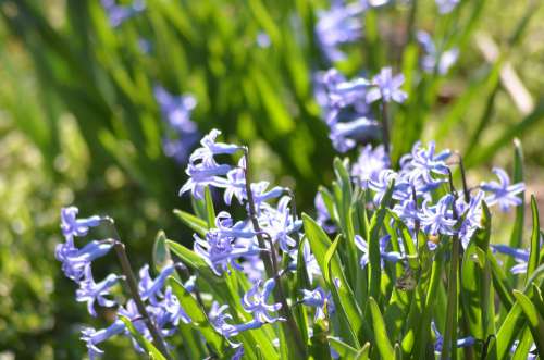 Hyacinth Nature Supplies Beauty Spring Flower