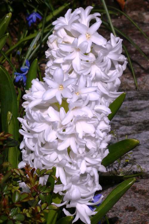 Hyacinth Flower White Spring Flower Plant Garden