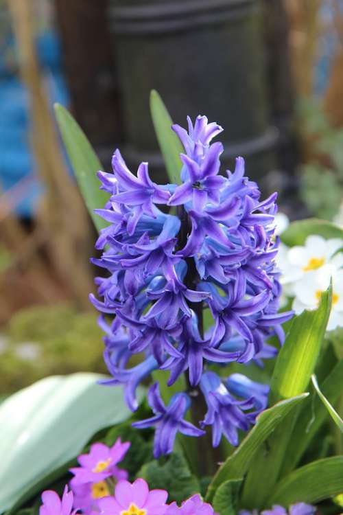 Hyacinth Hyacinth Blue Fragrant Flowers