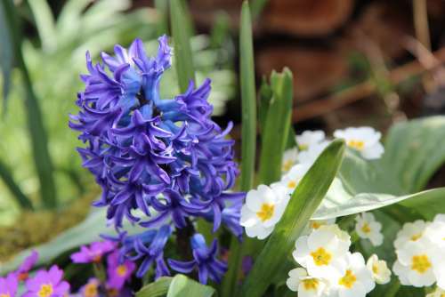 Hyacinth Hyacinth Blue Fragrant Flowers