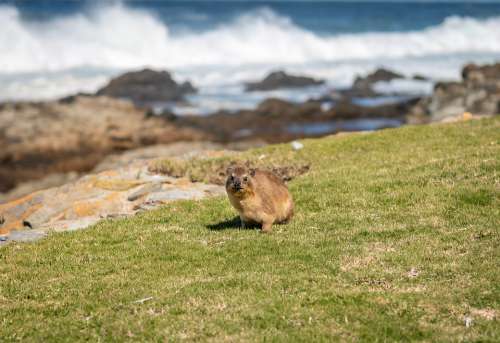Hyrax South Africa Coast Animal World Fauna Fur