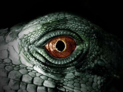 Iguana Reptile Lizard Chameleon Eye Green Scales