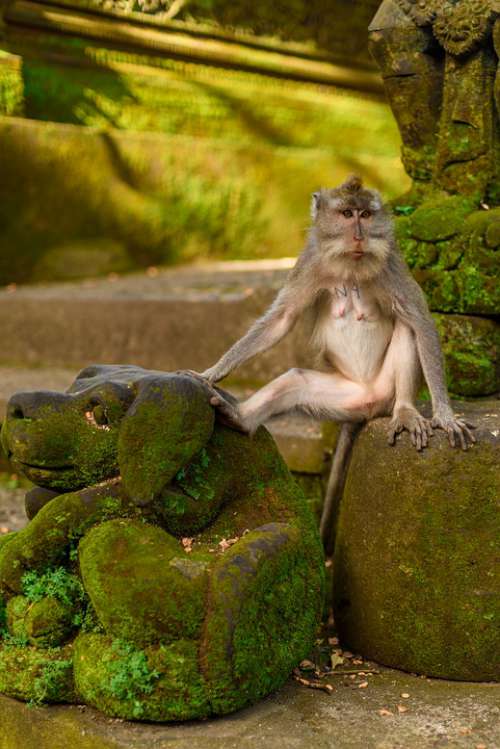 Indonesia Bali Park Reserve Monkey Wild Figure
