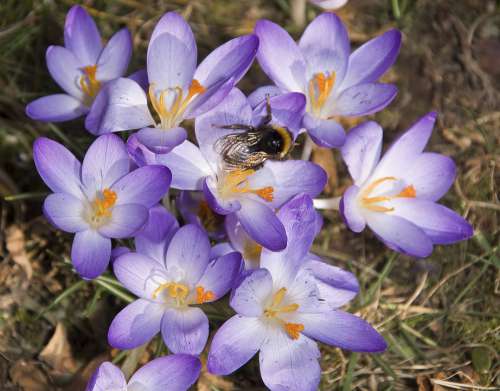 Insect Hummel Crocus Sprinkle Blossom Bloom