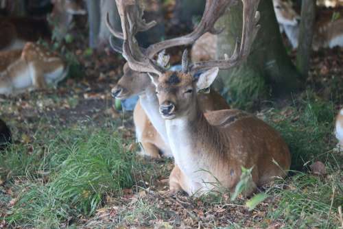 Ireland Dublin Deer Nature Outdoors Park