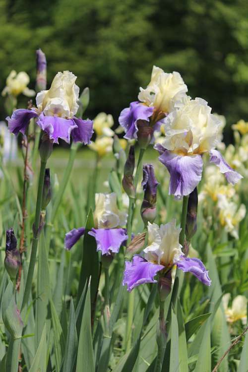 Iris Flower Nature