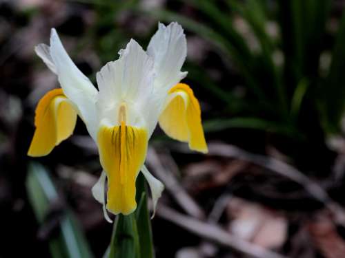 Iris White Yellow Spring Flower Garden Light