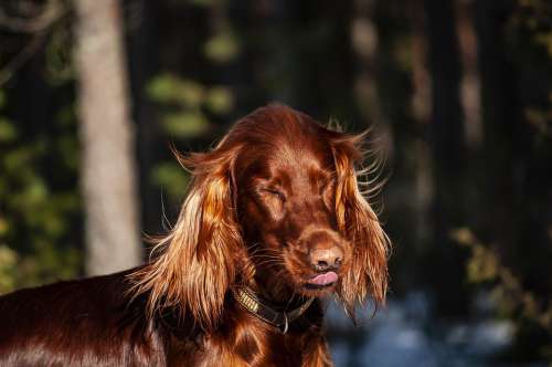 Irish Setter Setter Dog Red Animals Pets Nature