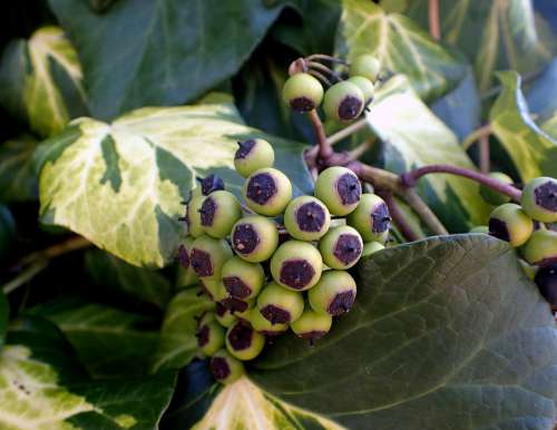 Ivy Berries Fruit Nature Fruits Plant Hedera