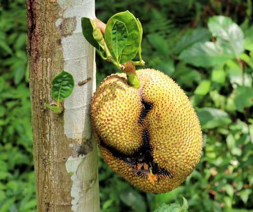 Jackfruit Fruit Tree Meat Substitute Bali