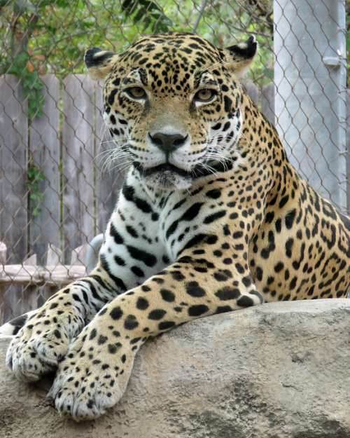 Jaguar Animal Zoo Predator
