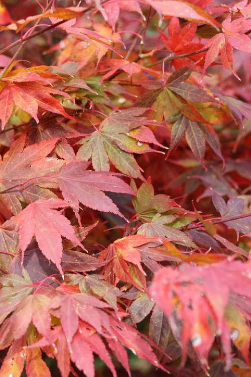 Japanese Maple Leaves Fall Leaves Red Leaves