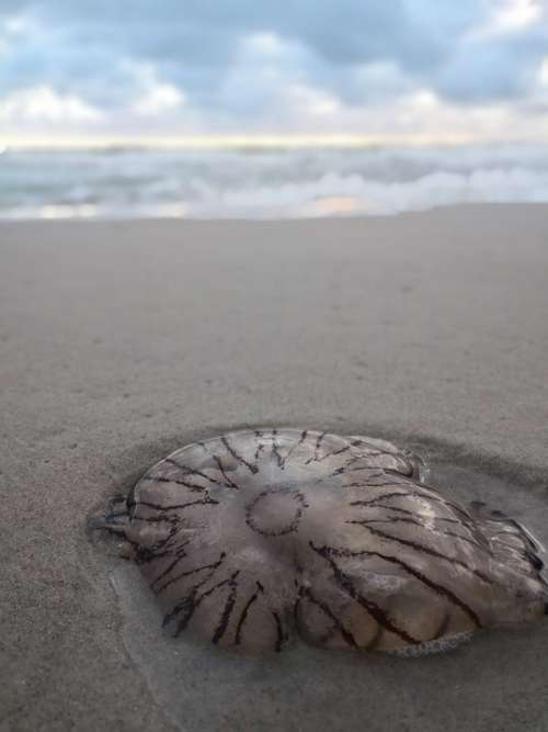 Jellyfish Sand Sky North Sea Sea Ocean