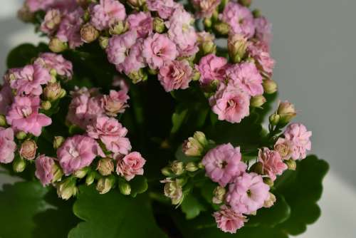 Kalanchoe Flowers Pink Plants