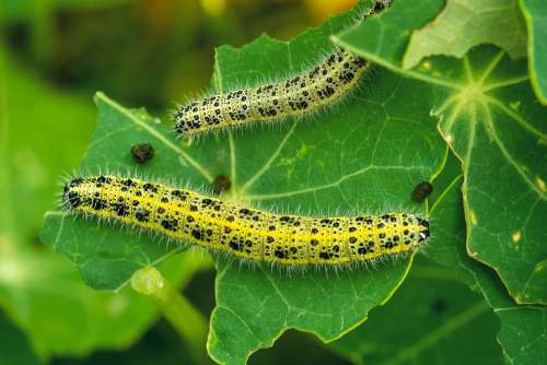 Kålsommerfugl Larvae Natural Insect Butterfly