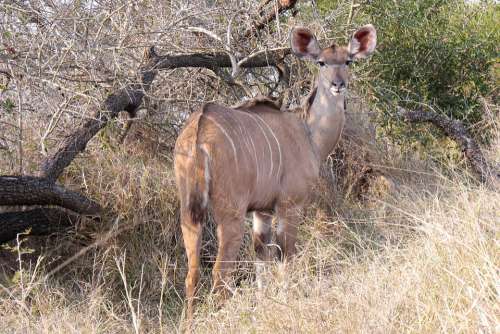 Khudu Antelope Safari Animal World Wildlife