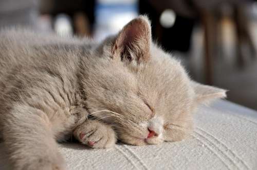 Kittens British Longhair Cat Baby Amadeo Bkh