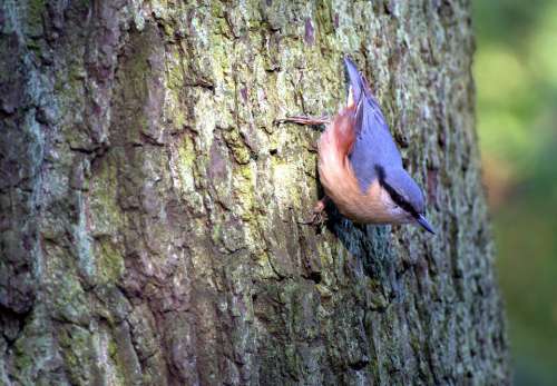 Kleiber Tree Runner Bird Forest Hunger Nature