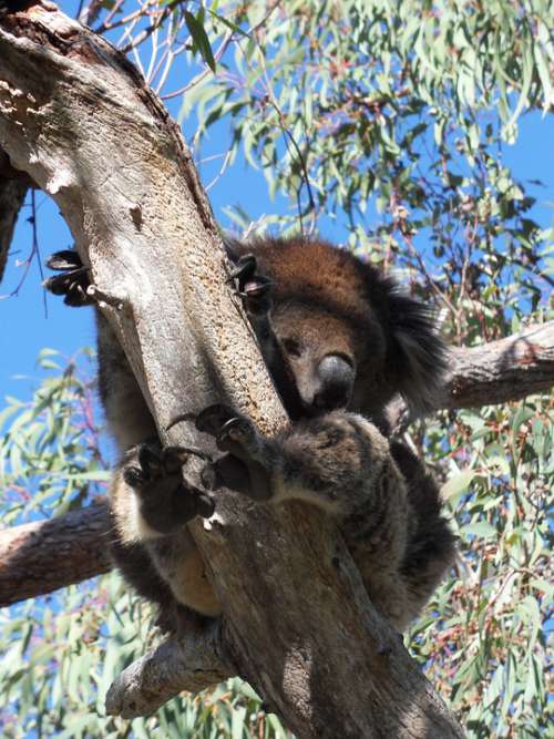 Koala Lazy Eucalyptus Tree Resting Relaxing