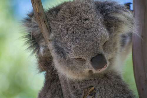 Koala Australia Animals Mammals Fauna