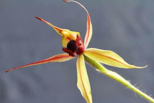 Kojonup Leaping Spider Orchid Caladenia Macrostylis